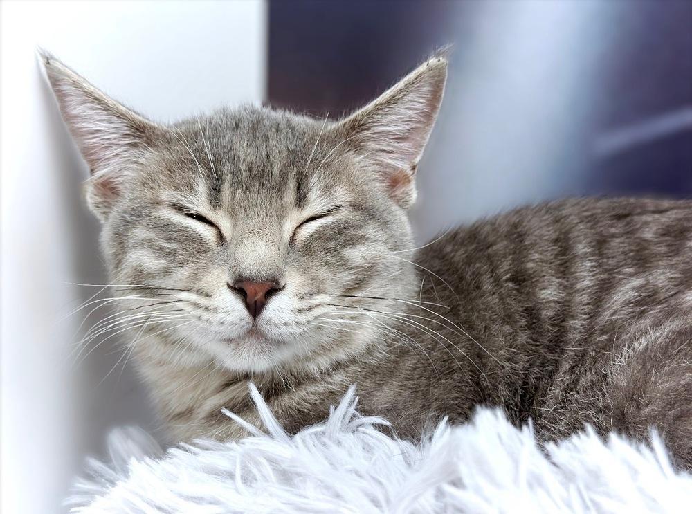 Enlarge Sully, a Adoptable mixed breed in Deland, FL image 2/4