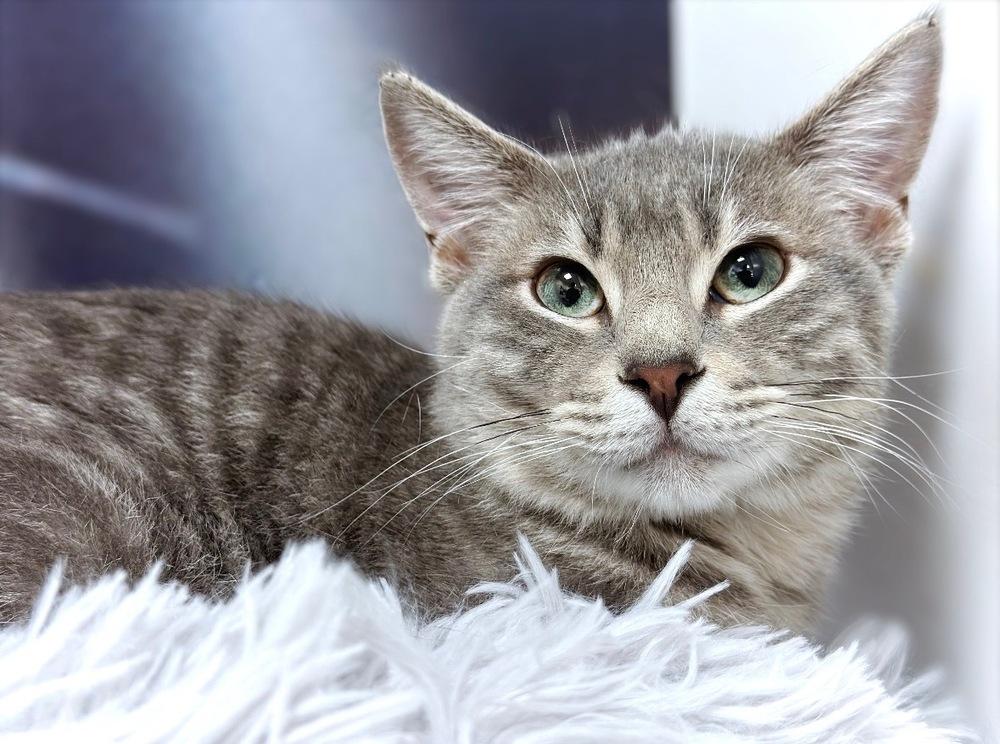 Enlarge Sully, a Adoptable mixed breed in Deland, FL image 3/4