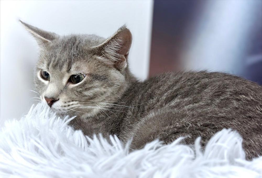 Enlarge Sully, a Adoptable mixed breed in Deland, FL image 4/4