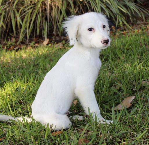 Enlarge Jasper, an adoptable mixed breed in Orlando, FL image 1/4