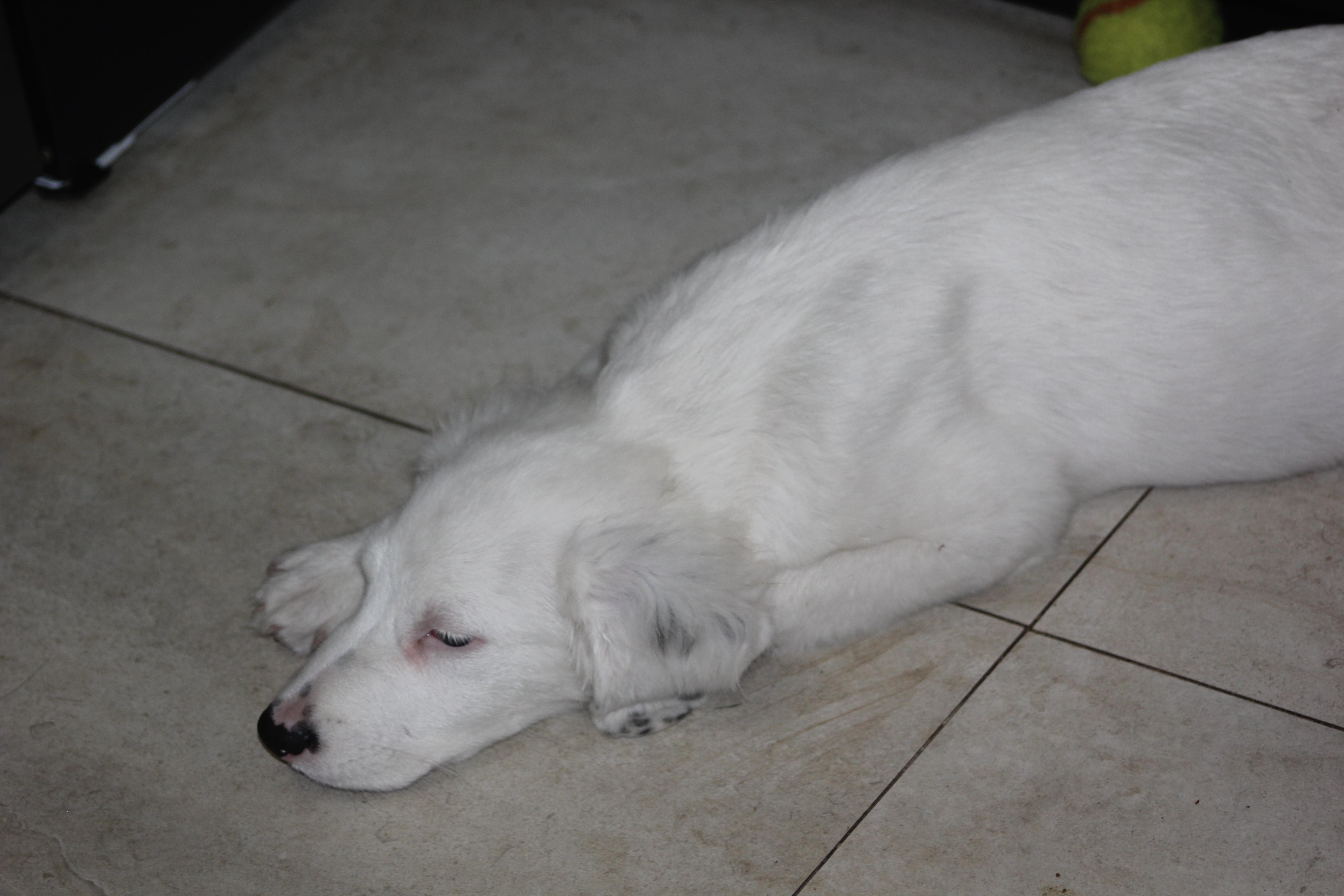 Enlarge Jasper, an adoptable mixed breed in Orlando, FL image 4/4