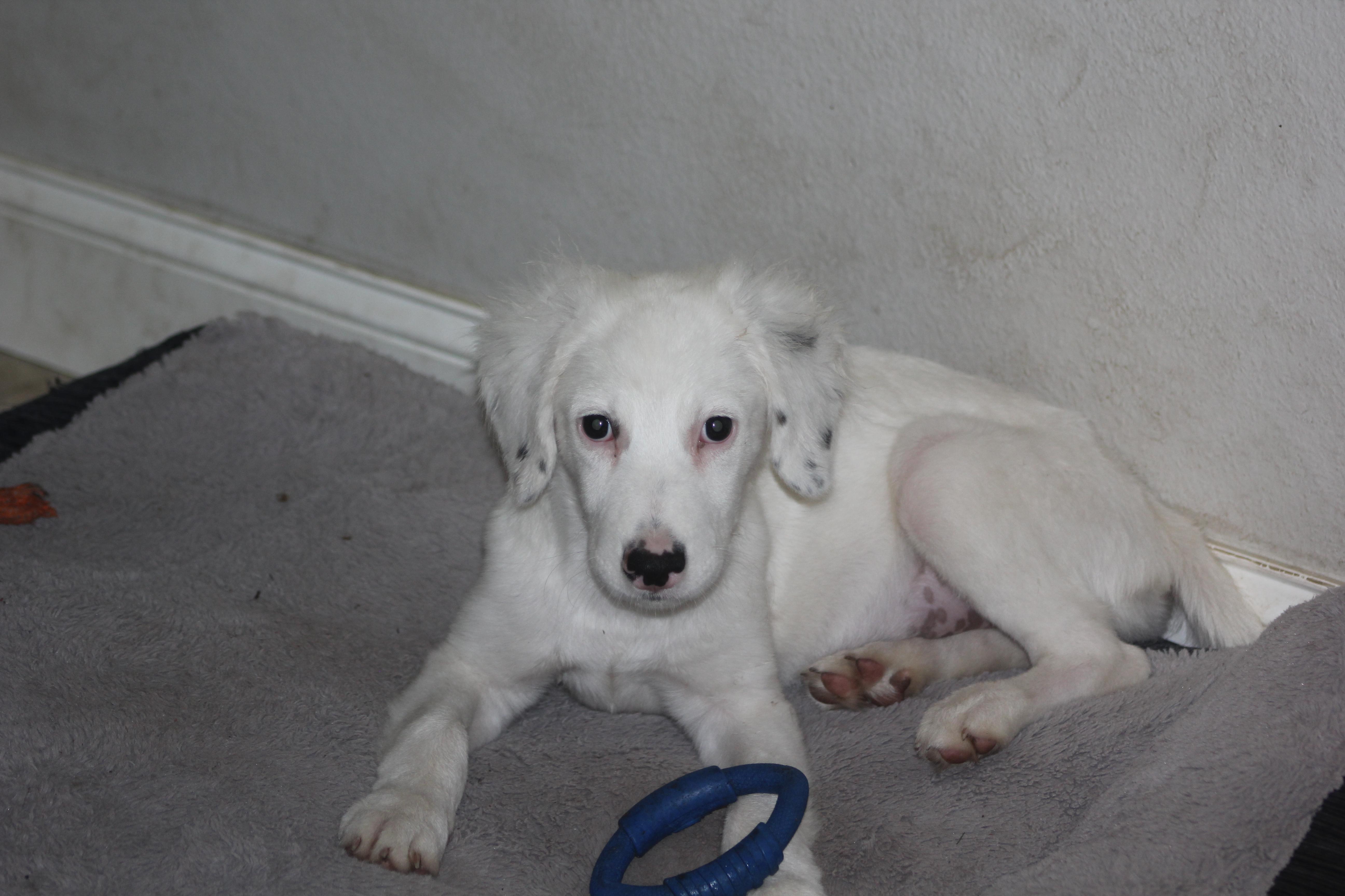 Enlarge Jasper, an adoptable mixed breed in Orlando, FL image 2/4