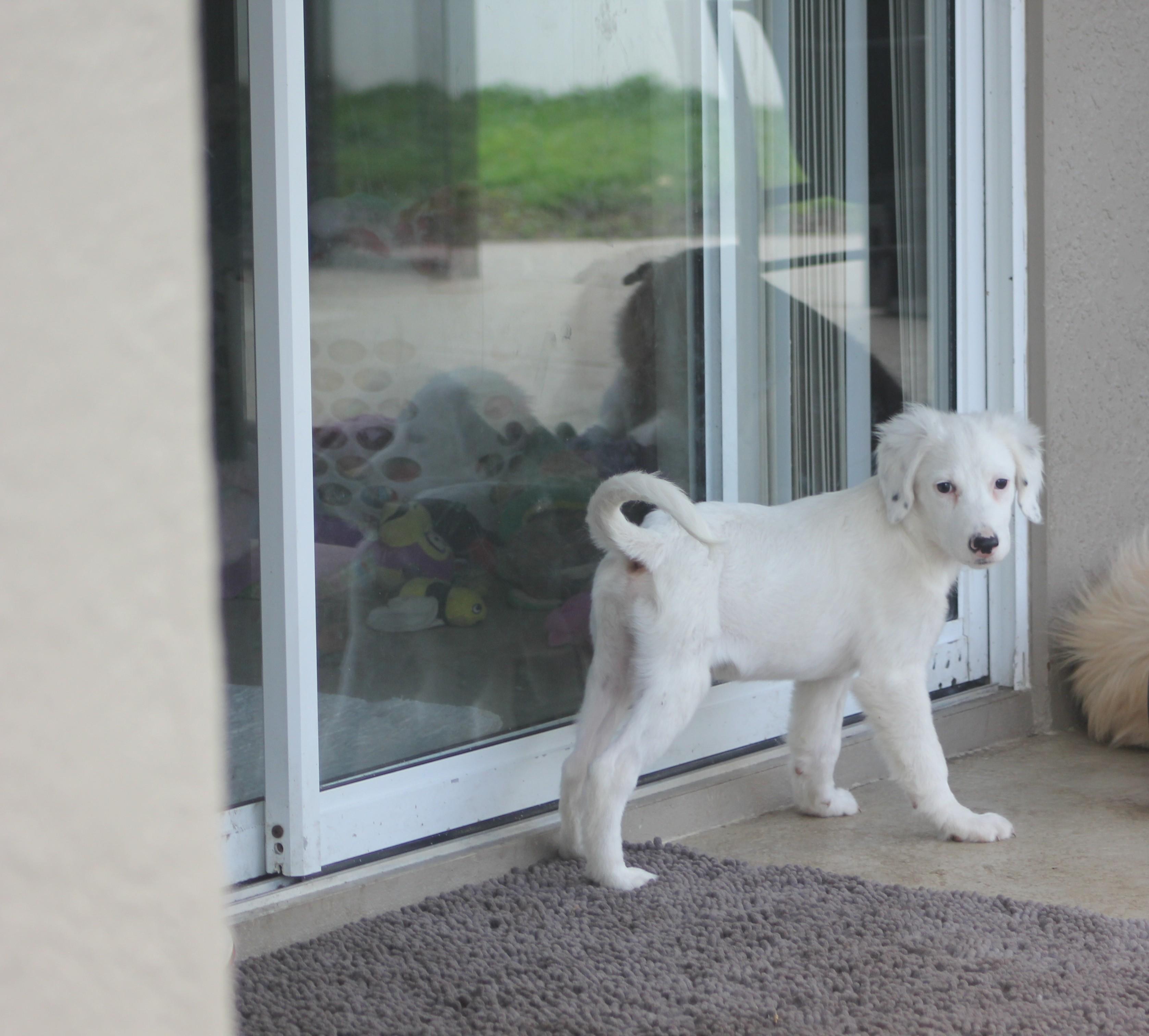 Enlarge Jasper, an adoptable mixed breed in Orlando, FL image 3/4