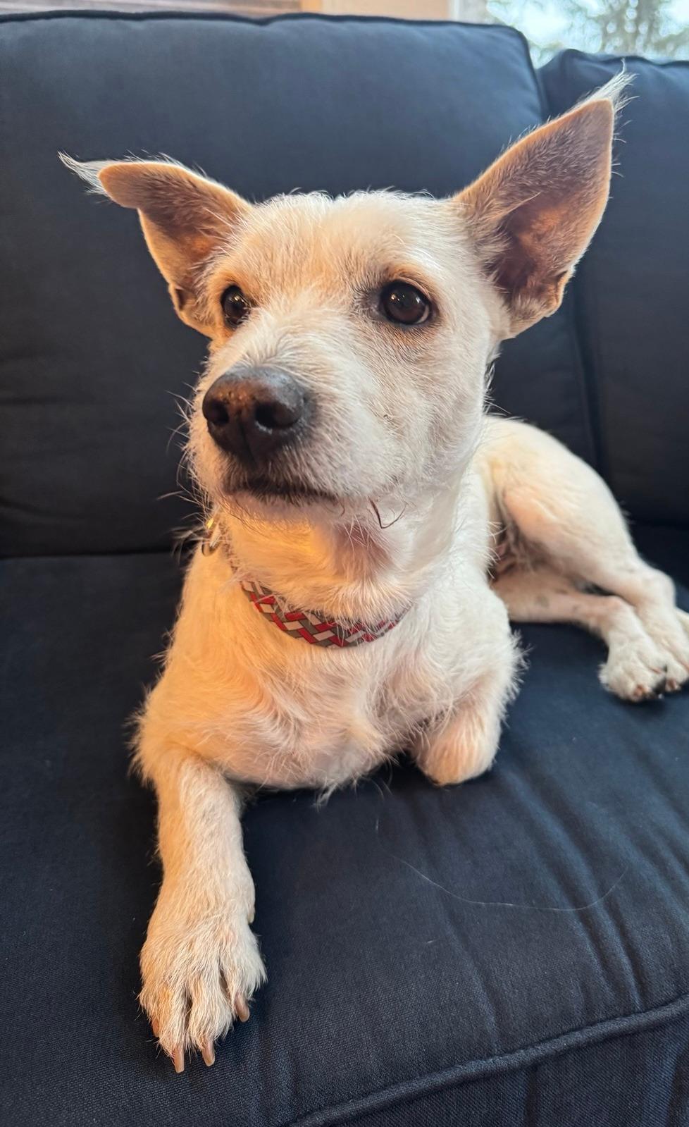 Sally, a Adoptable mixed breed in Snohomish , WA image 3/6