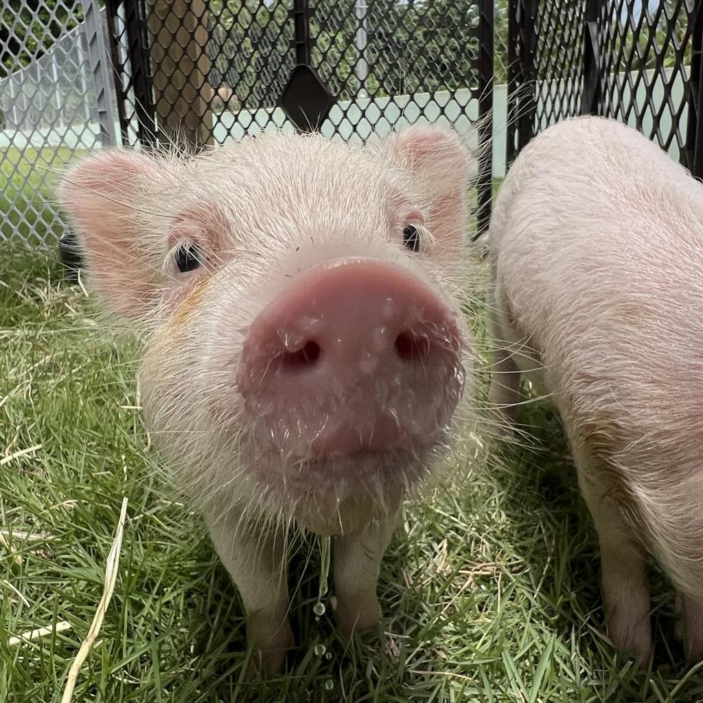 Enlarge Shayan, a Adoptable Vietnamese Pot Bellied in Guaynabo, PR image 1/3
