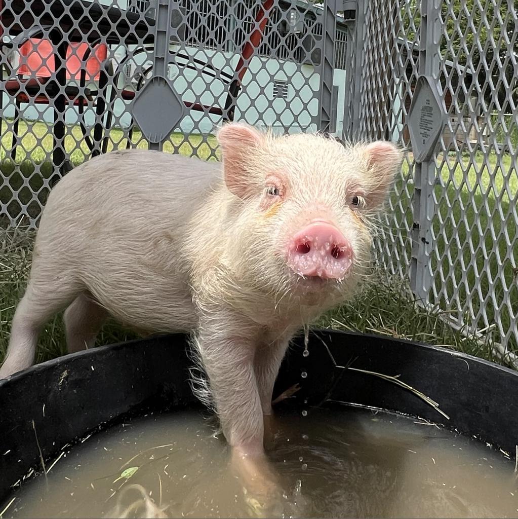 Enlarge Shayan, a Adoptable Vietnamese Pot Bellied in Guaynabo, PR image 2/3
