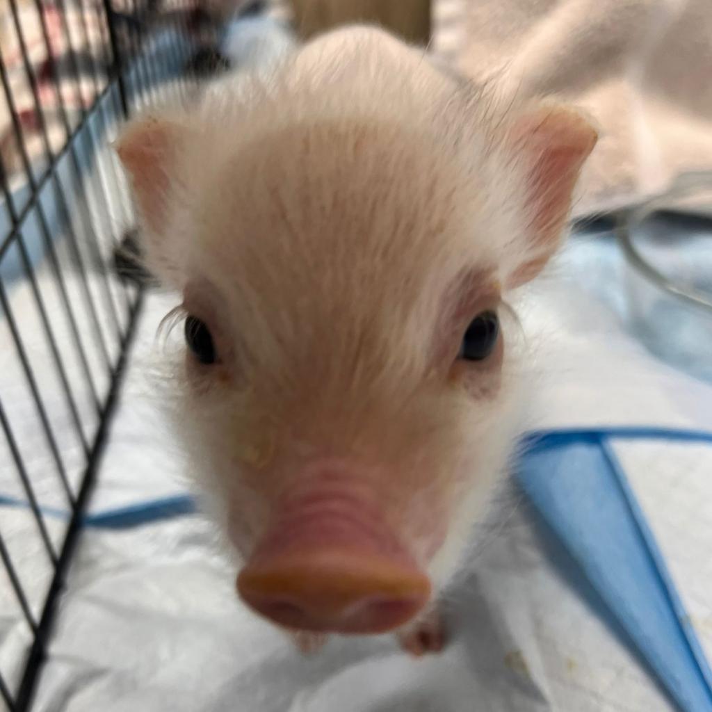 Enlarge Shayan, a Adoptable Vietnamese Pot Bellied in Guaynabo, PR image 3/3