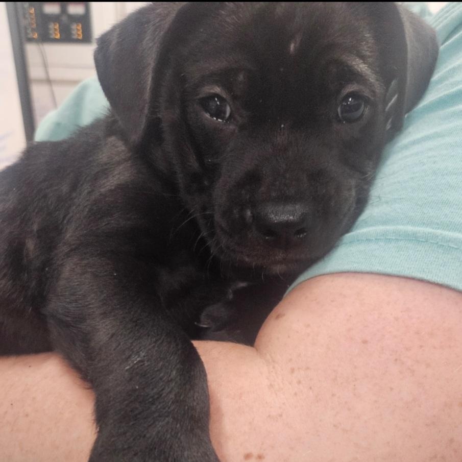 Jett - "Puppy Power", Adoptable, Puppy Male Mixed Breed.