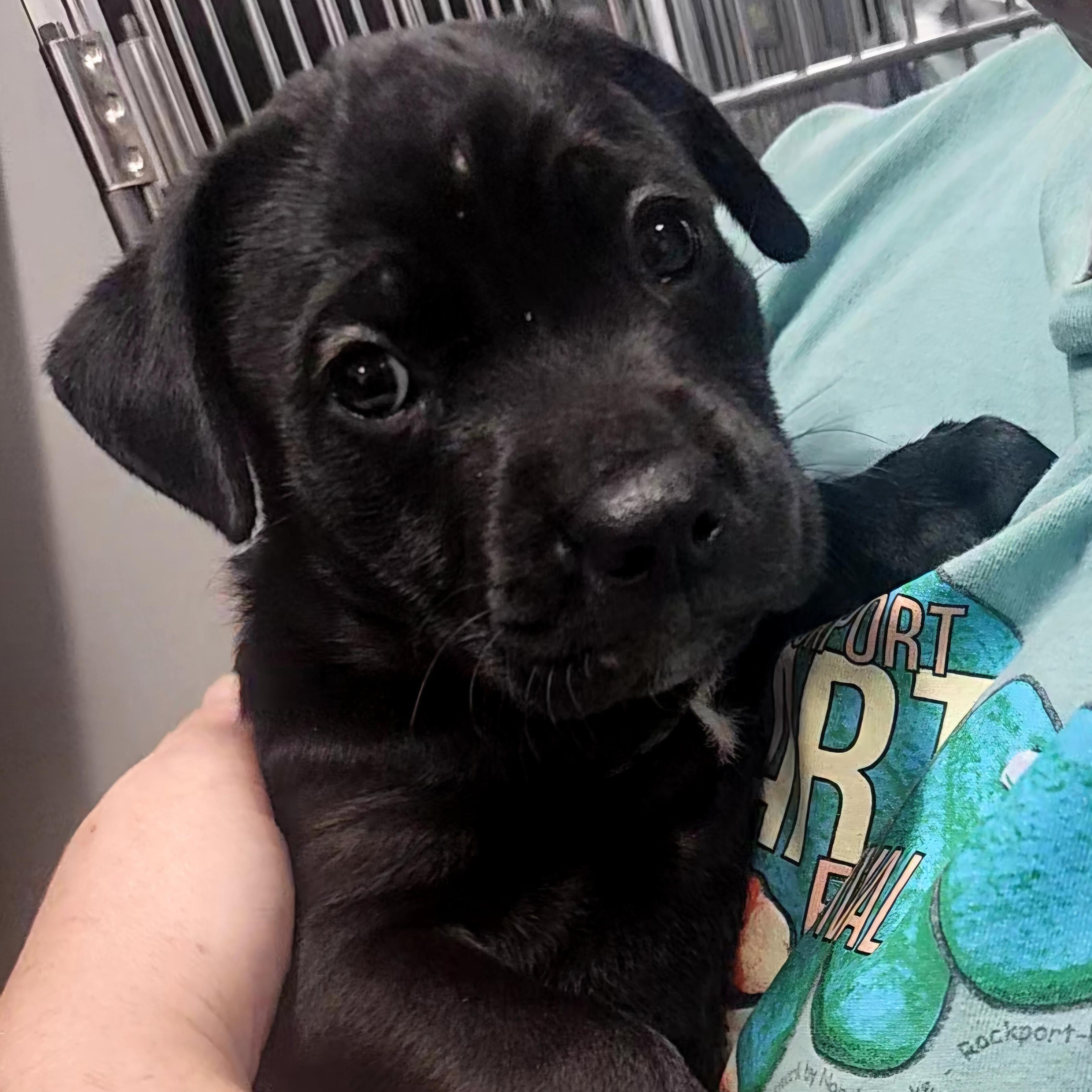 Enlarge Jett - "Puppy Power", a Adoptable Mixed Breed in CORPUS CHRISTI, TX image 2/5