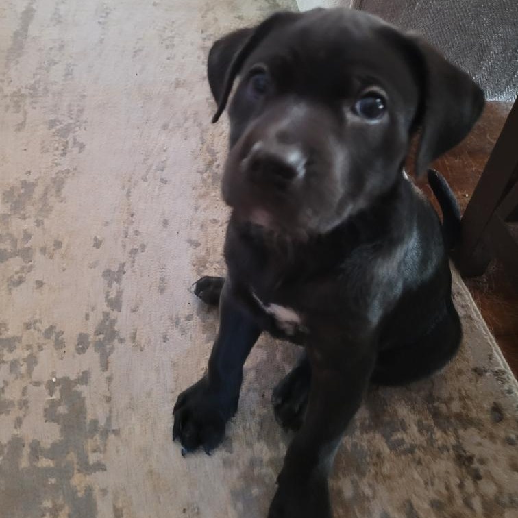 Enlarge Jett - "Puppy Power", a Adoptable Mixed Breed in CORPUS CHRISTI, TX image 4/5