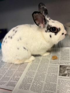 SNOWBALL, Adoptable, Adult Male Bunny Rabbit.