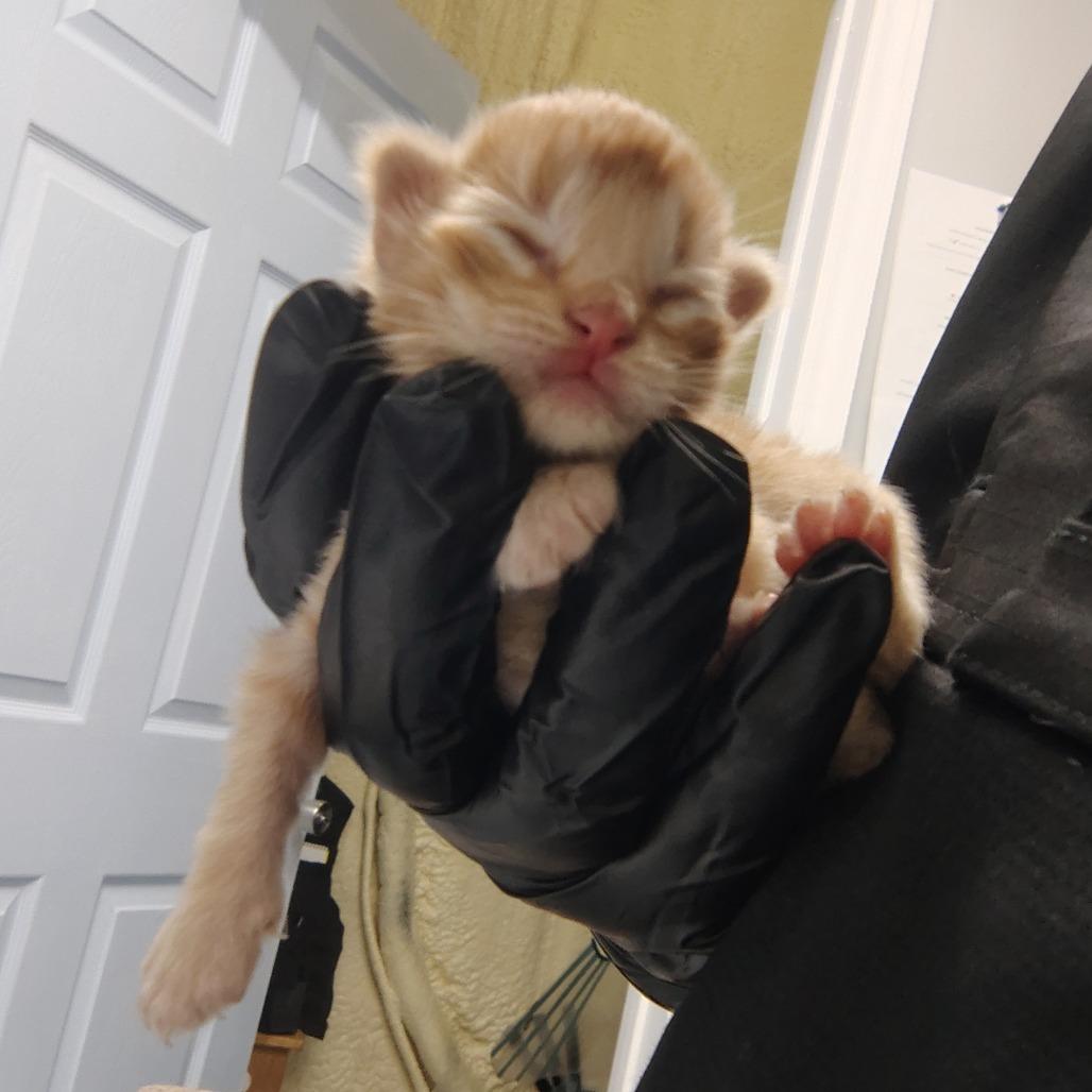 Jesse, Adoptable, Kitten Male Domestic Short Hair.