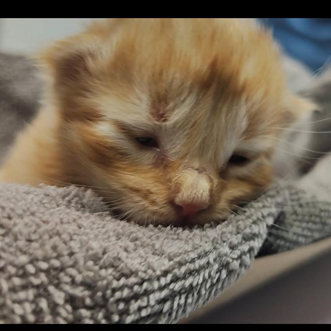 Jesse, a Adoptable Domestic Short Hair in Springtown, TX image 2/5