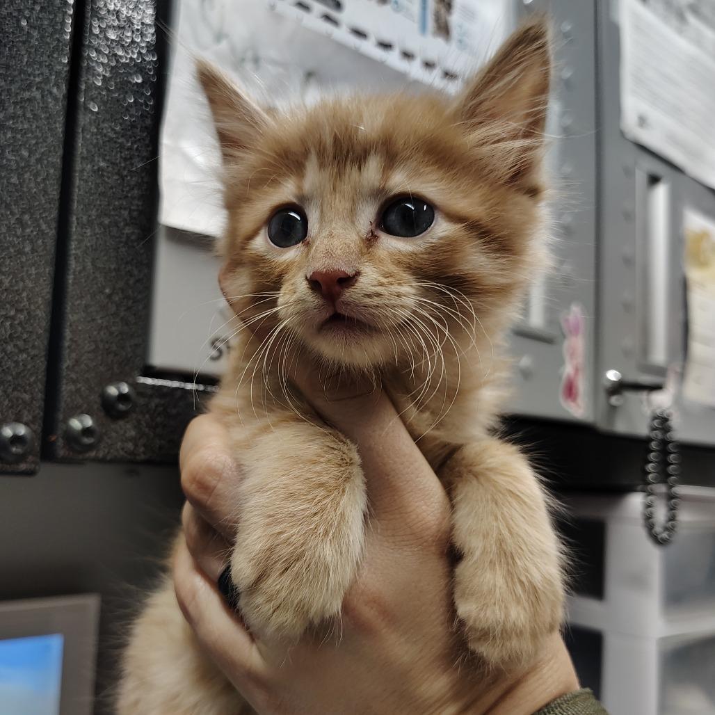 Jesse, a Adoptable Domestic Short Hair in Springtown, TX image 5/5