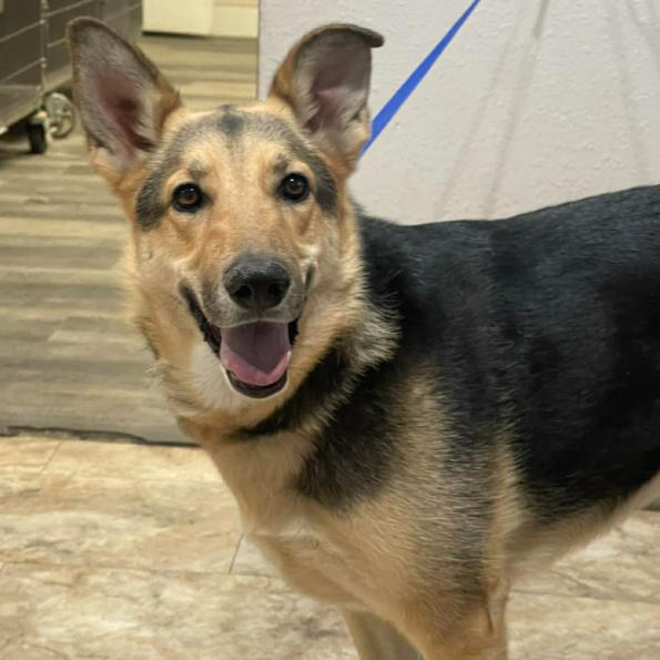 Enlarge Cora, a Adoptable mixed breed in Fort Collins, CO image 1/3