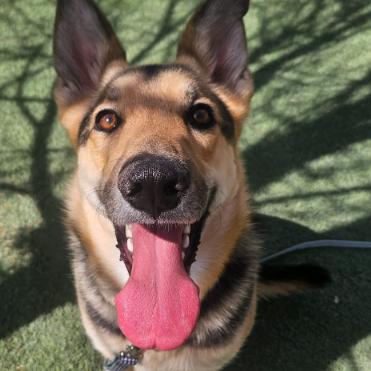 Enlarge Cora, a Adoptable mixed breed in Fort Collins, CO image 2/3