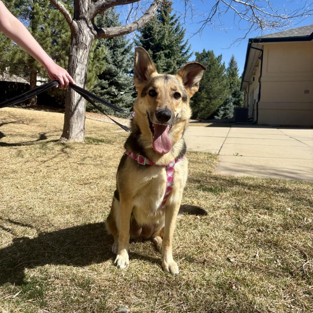 Enlarge Cora, a Adoptable mixed breed in Fort Collins, CO image 3/3