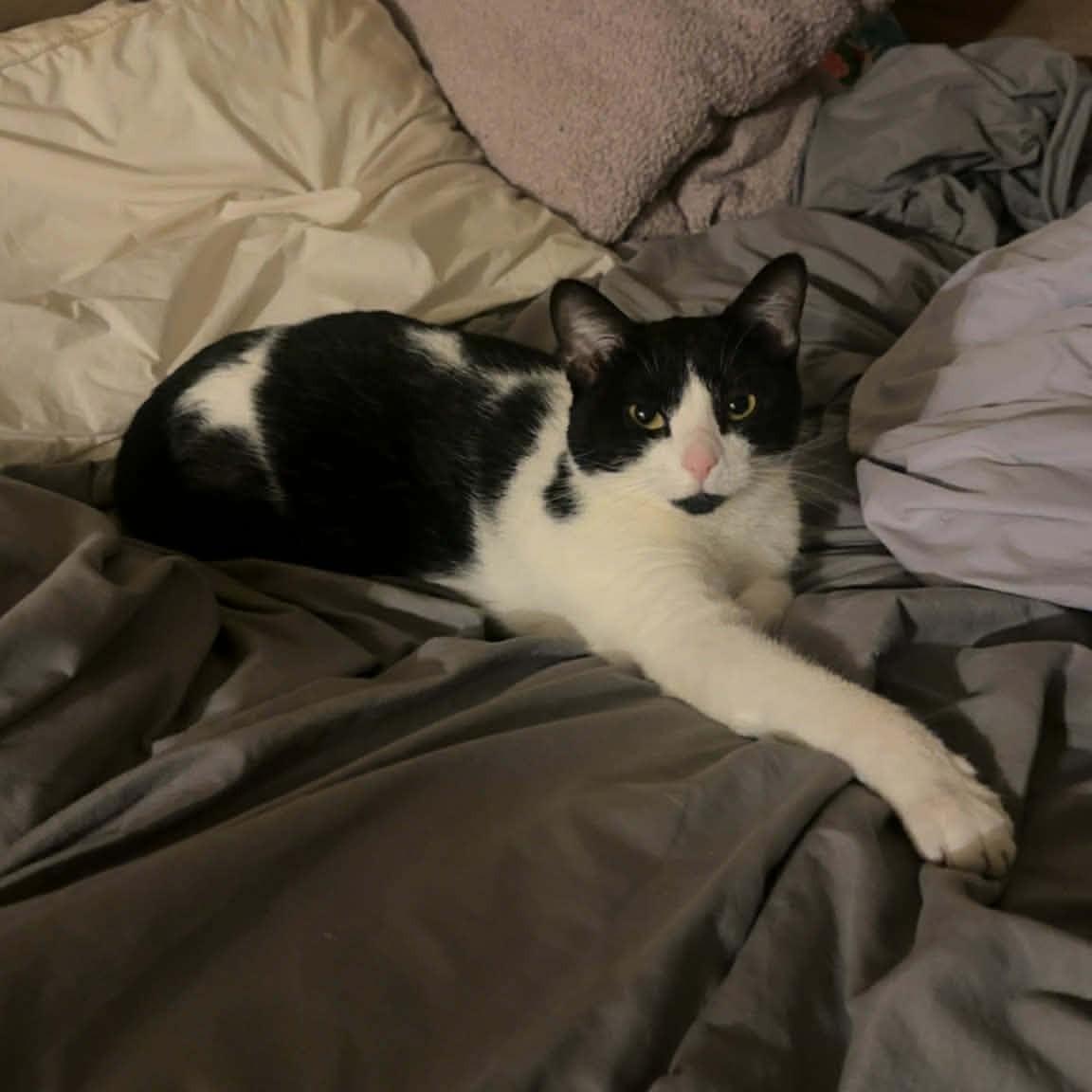 Luna Courtesy Listed, a ADOPTABLE Domestic Short Hair in Midland, MI image 1/2