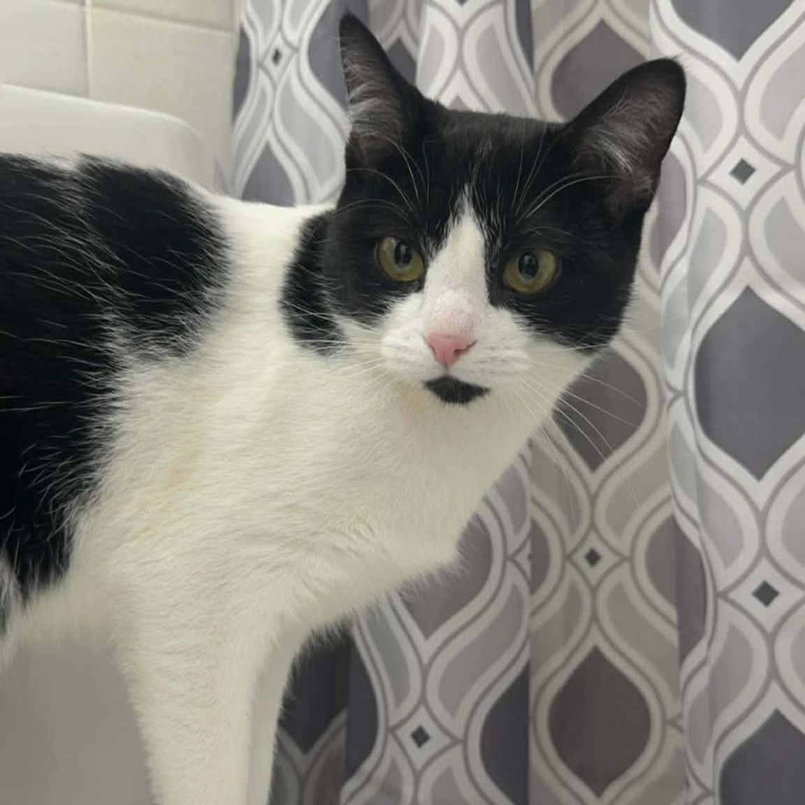 Luna Courtesy Listed, a ADOPTABLE Domestic Short Hair in Midland, MI image 2/2