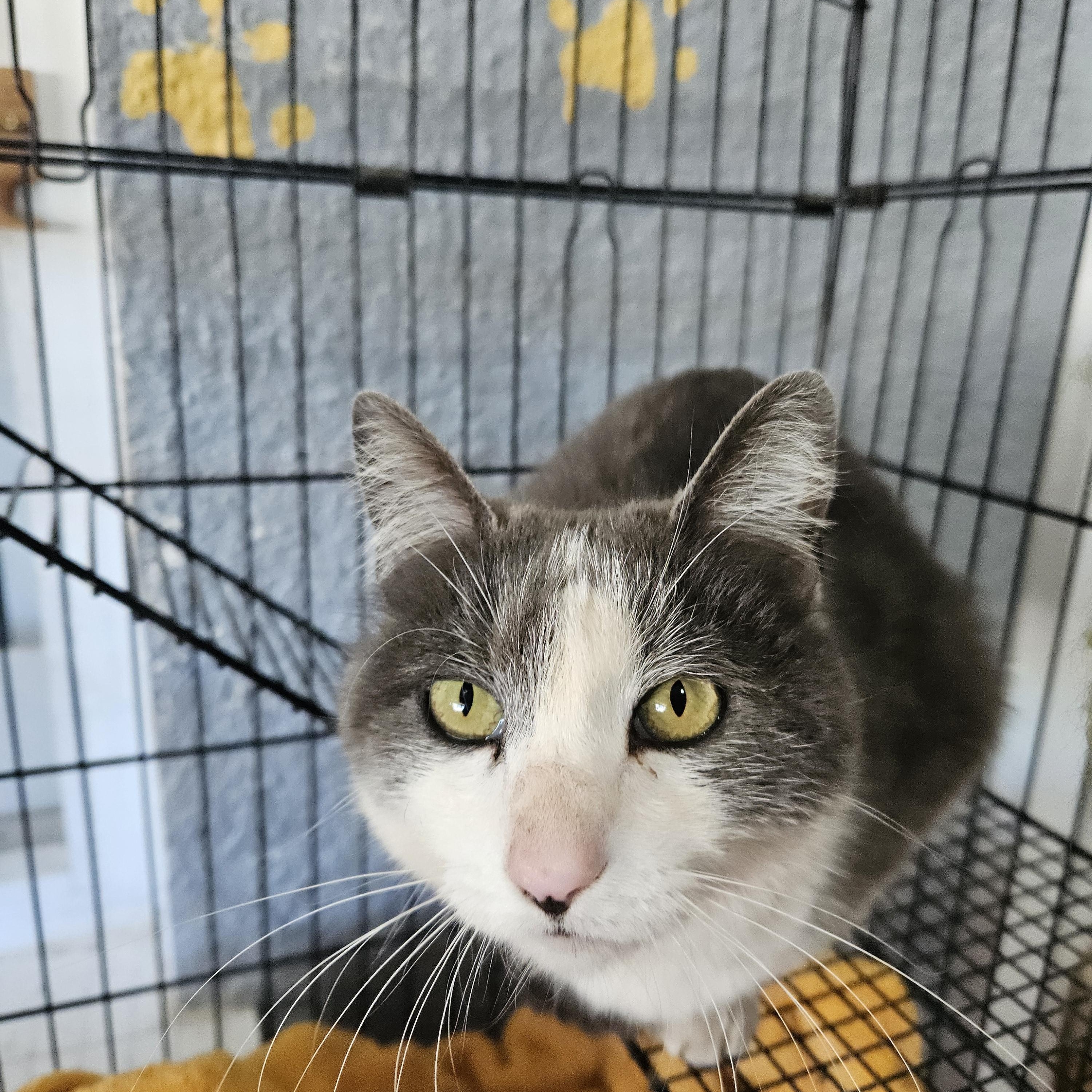 Goose, adopted, Adult Female Domestic Short Hair.