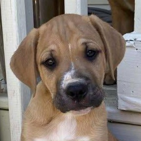 Roscoe P Coltrane photo 1