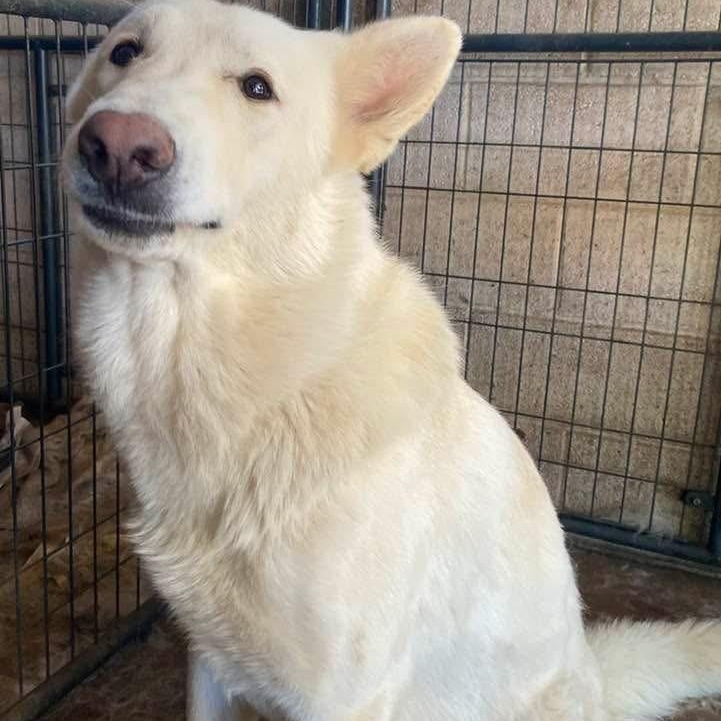 Ludwig PC, an adopted mixed breed in Federal Way, WA image 4/5