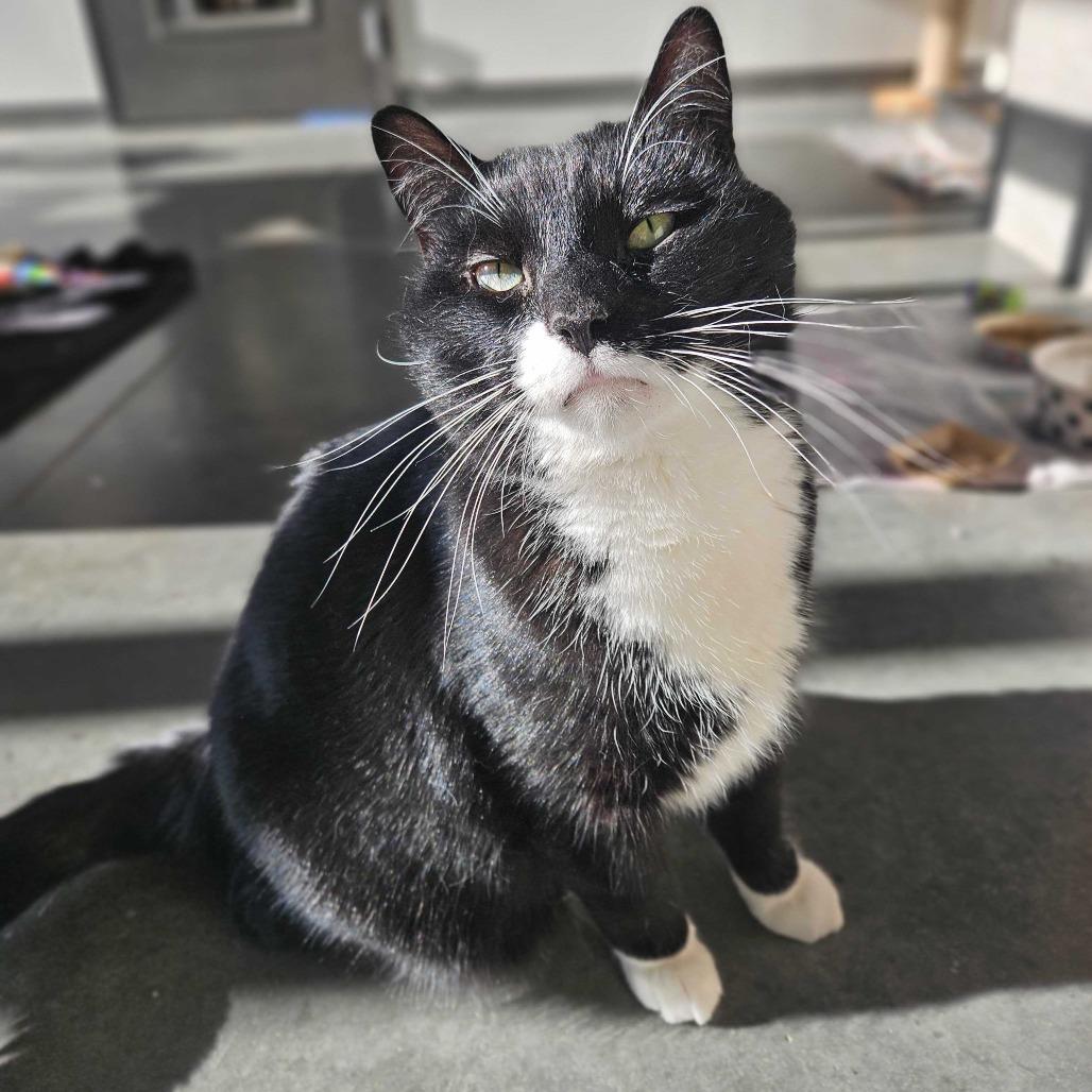 Enlarge Rain Shadow, a Adoptable Domestic Short Hair in Dover, NH image 1/3