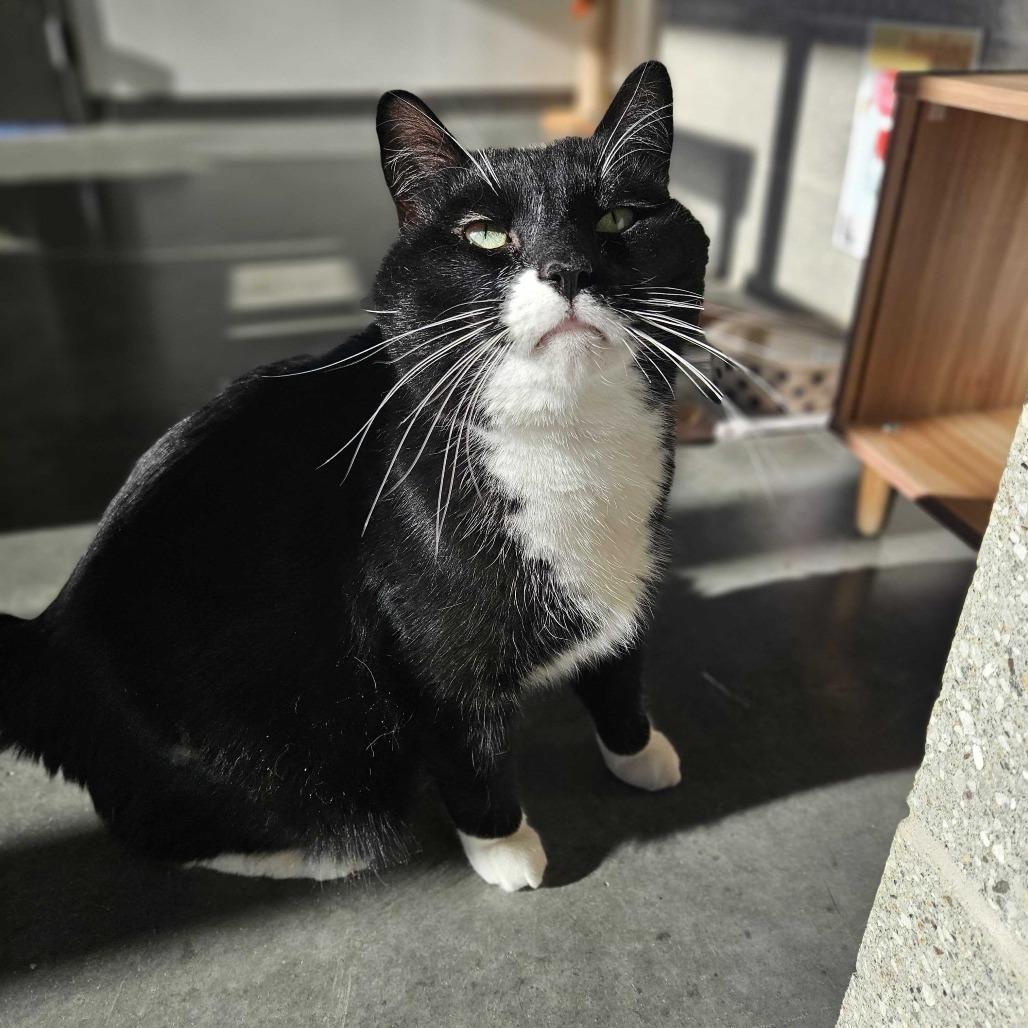 Enlarge Rain Shadow, a Adoptable Domestic Short Hair in Dover, NH image 2/3