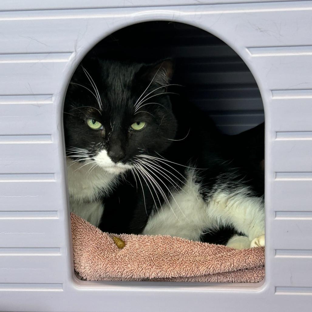 Enlarge Rain Shadow, a Adoptable Domestic Short Hair in Dover, NH image 3/3