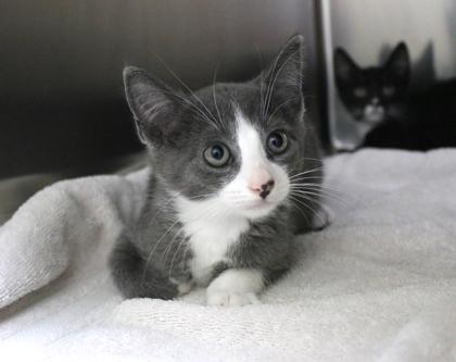 Totoro, Adoptable, Kitten Male Domestic Short Hair & Domestic Short Hair.