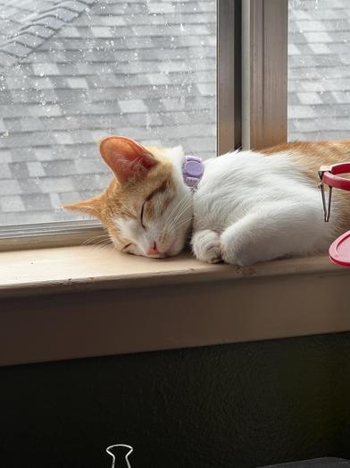 Lily — thumbnail 5