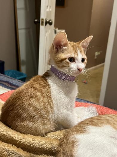 Lily — thumbnail 6