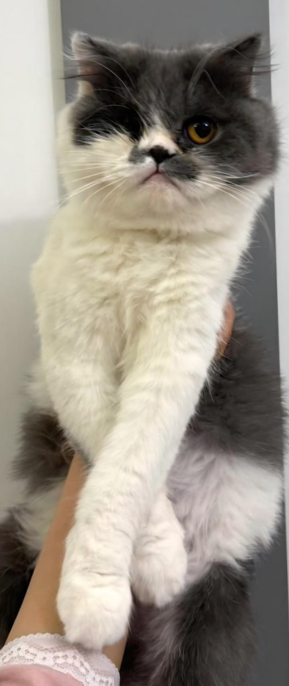 Enlarge Winnie (special needs), a Adoptable Persian in Snow Hill, MD image 1/6