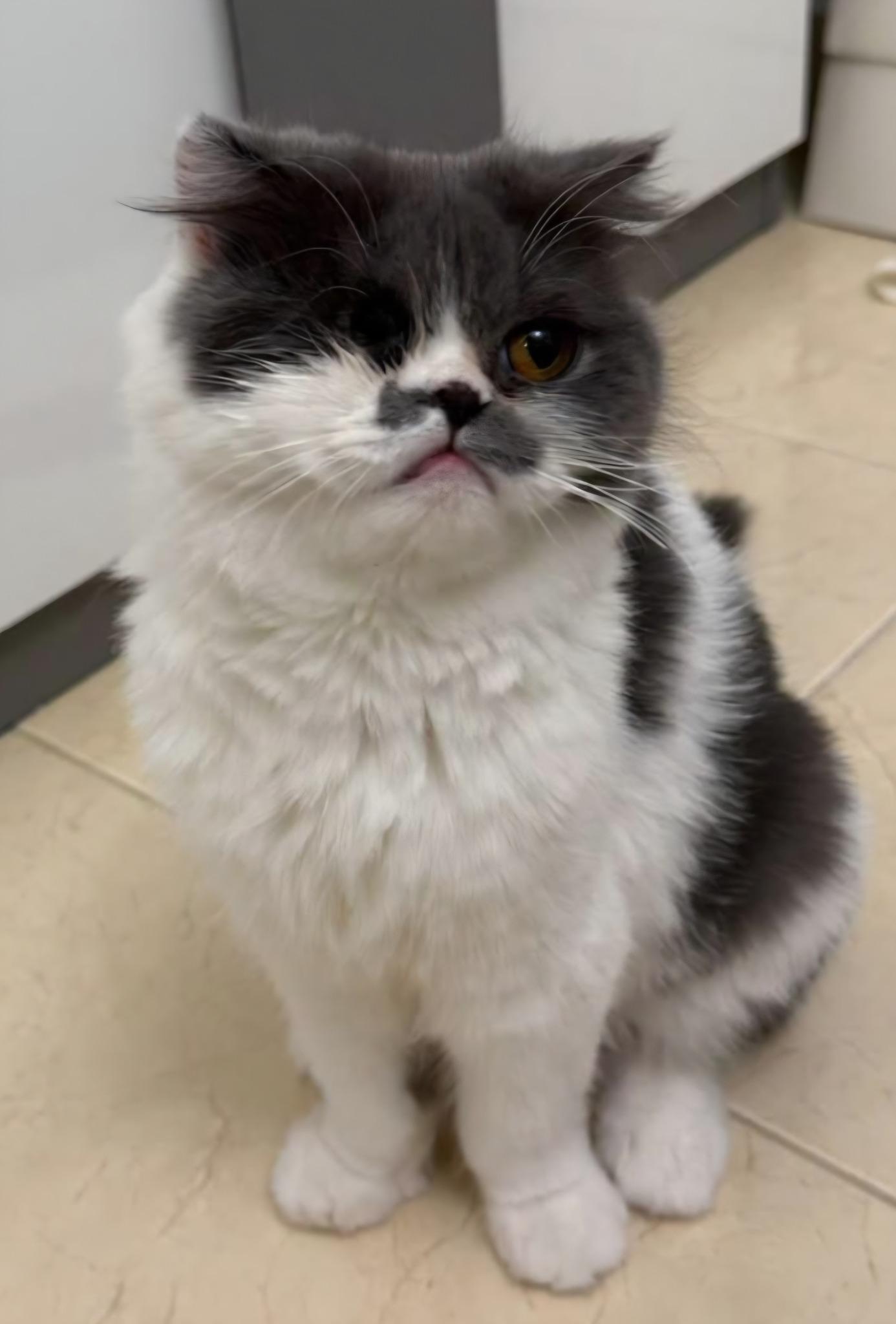 Enlarge Winnie (special needs), a Adoptable Persian in Snow Hill, MD image 3/6