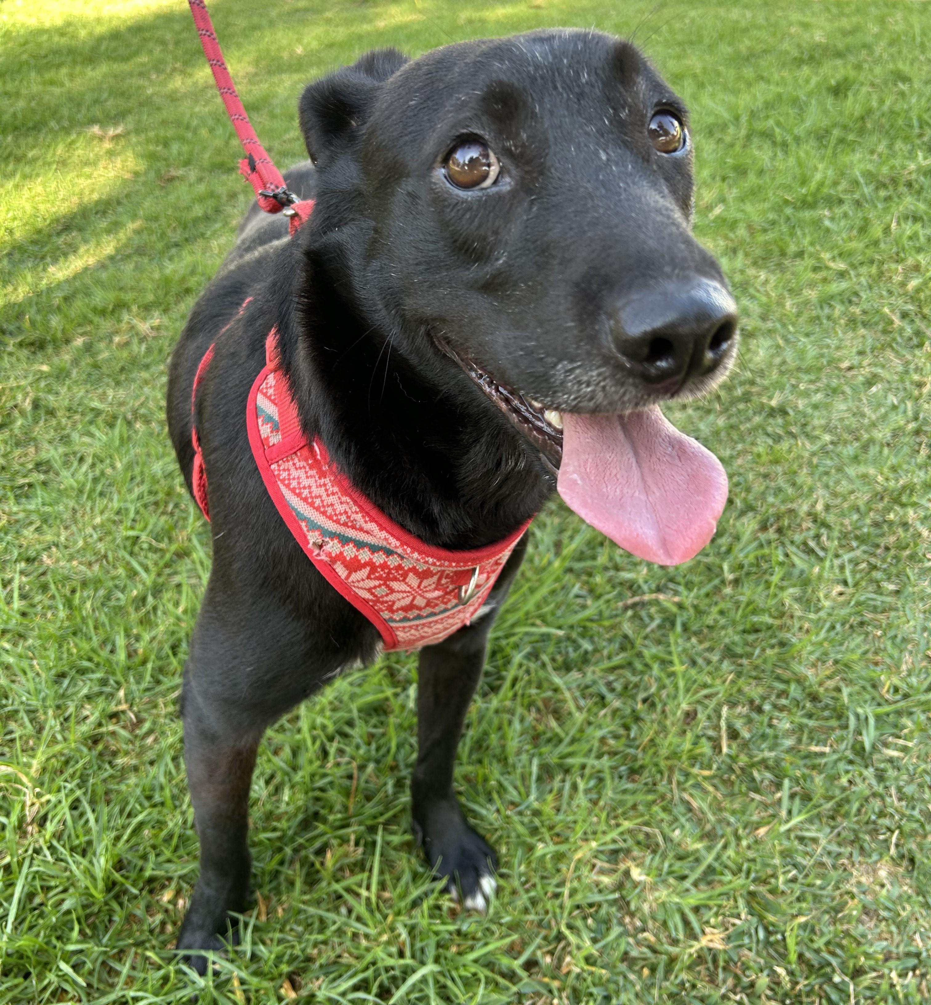 Enlarge MARISSA, a Adoptable mixed breed in Bell Gardens, CA image 6/6