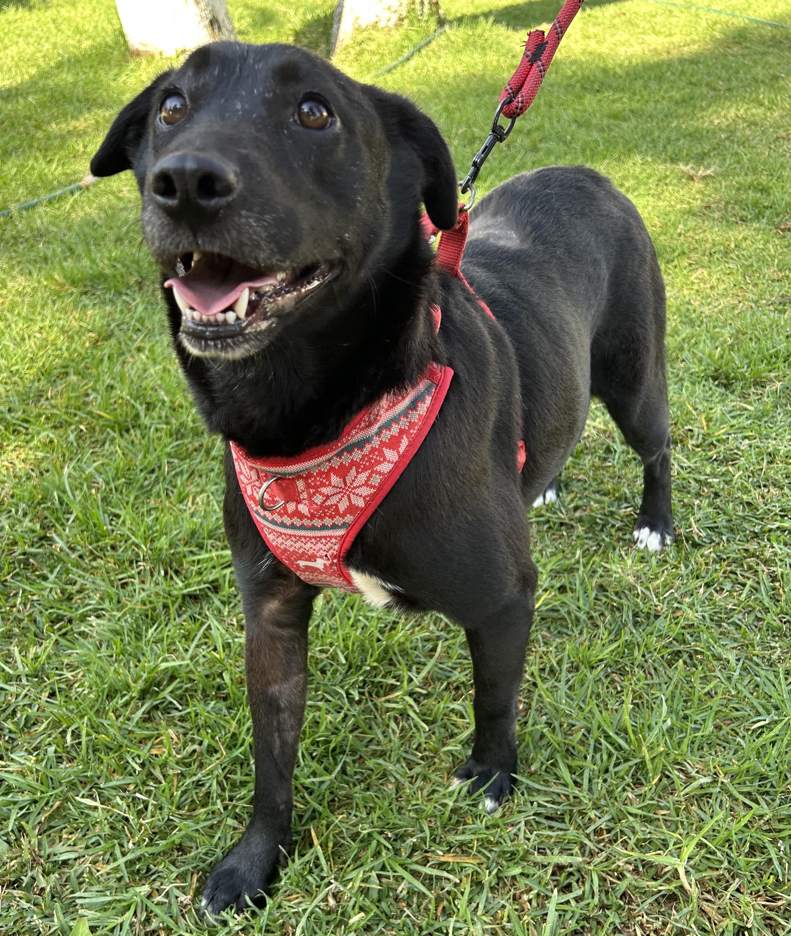 MARISSA, a Adoptable mixed breed in Bell Gardens, CA image 1/6