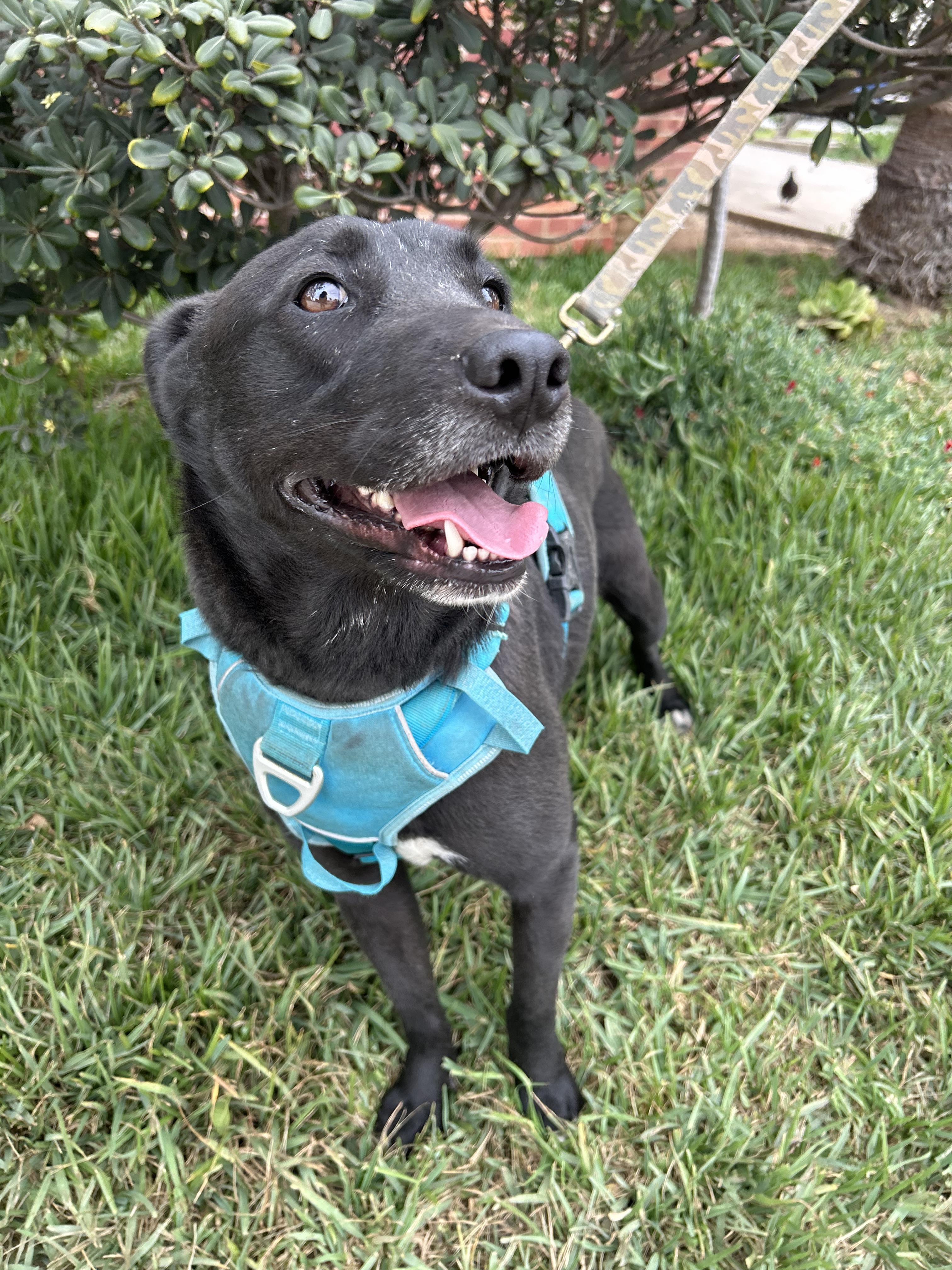 MARISSA, a Adoptable mixed breed in Bell Gardens, CA image 3/5