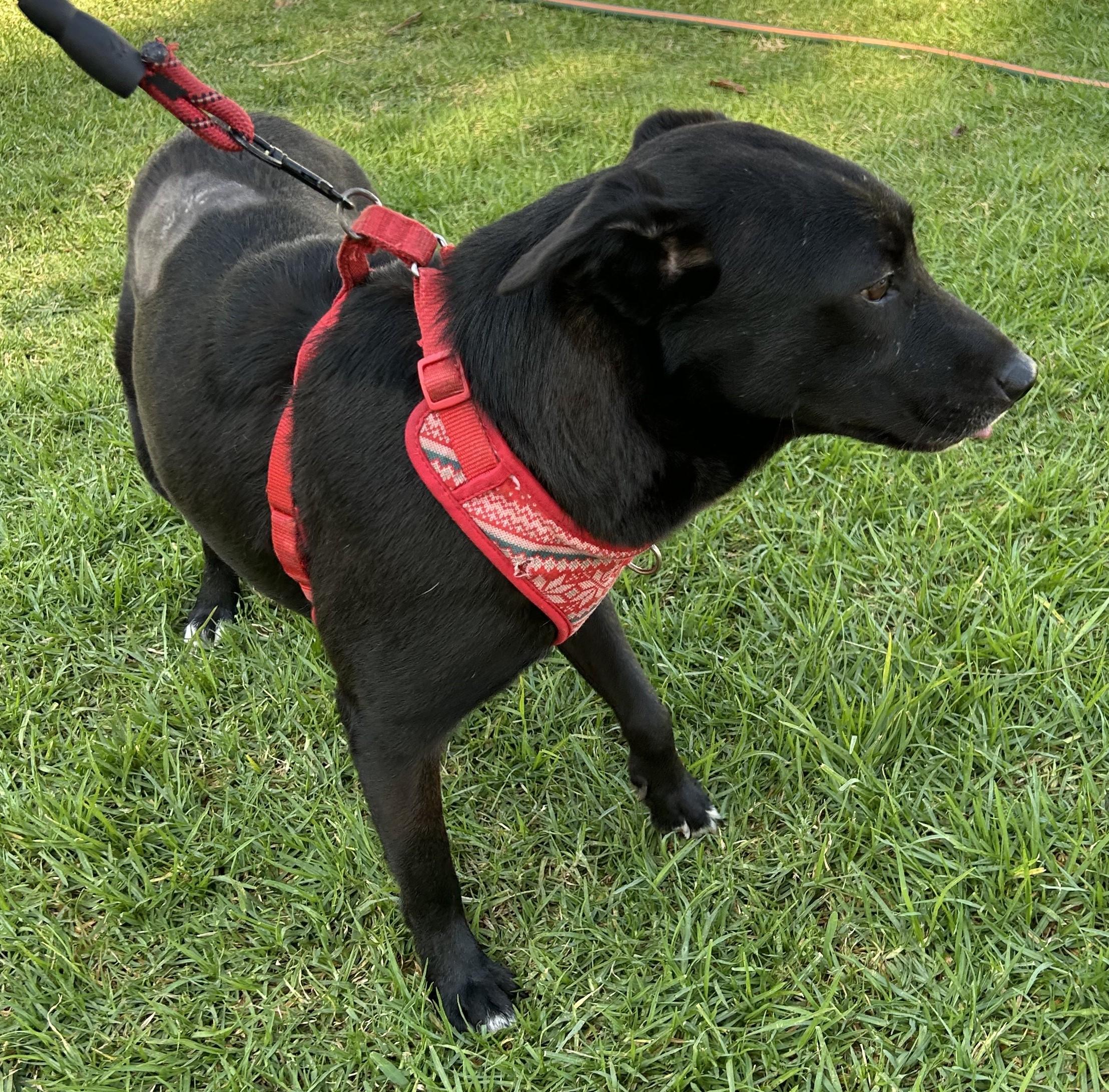 MARISSA, Adoptable, Young Female Black Labrador Retriever.