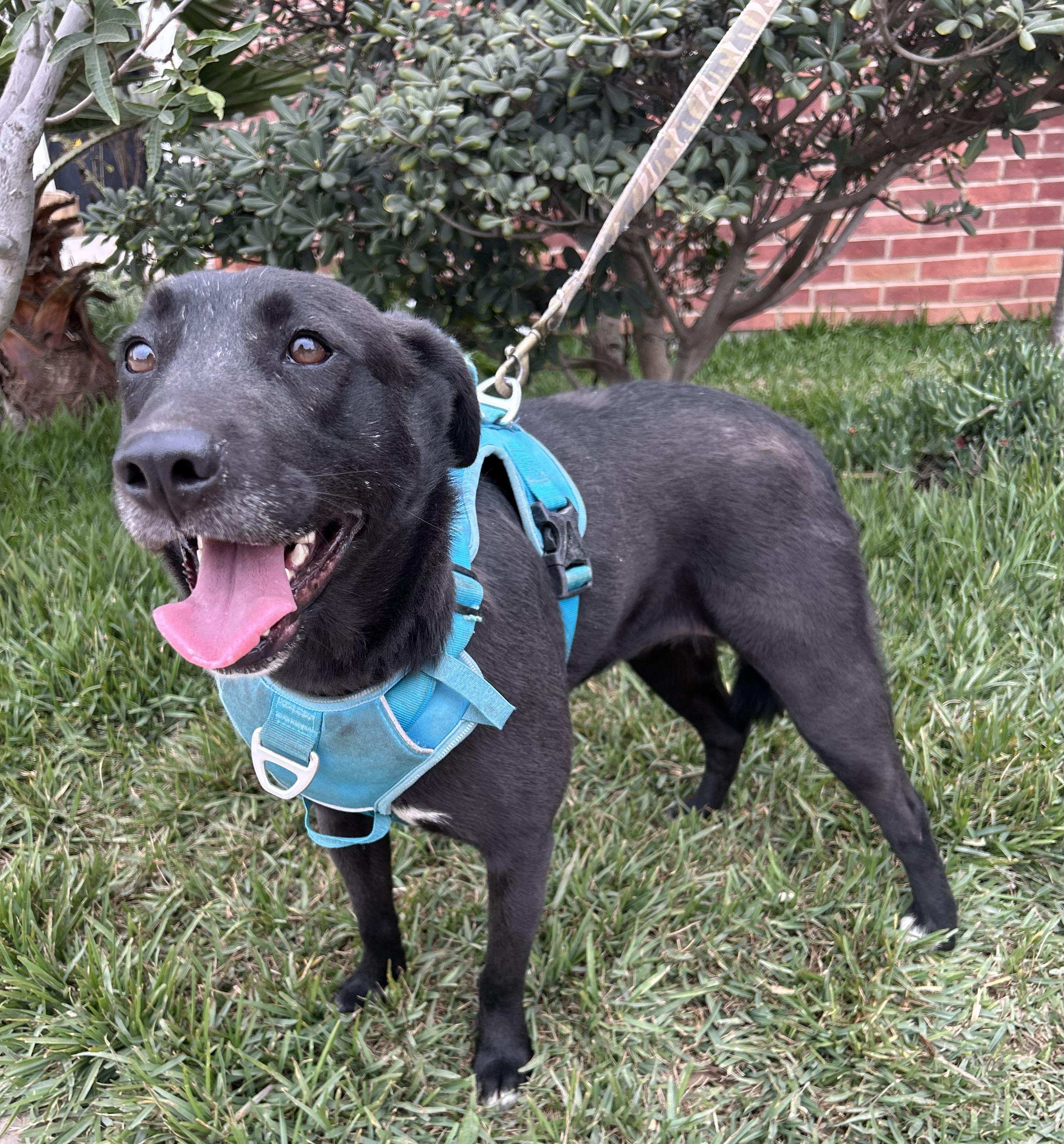 MARISSA, a Adoptable mixed breed in Bell Gardens, CA image 2/5