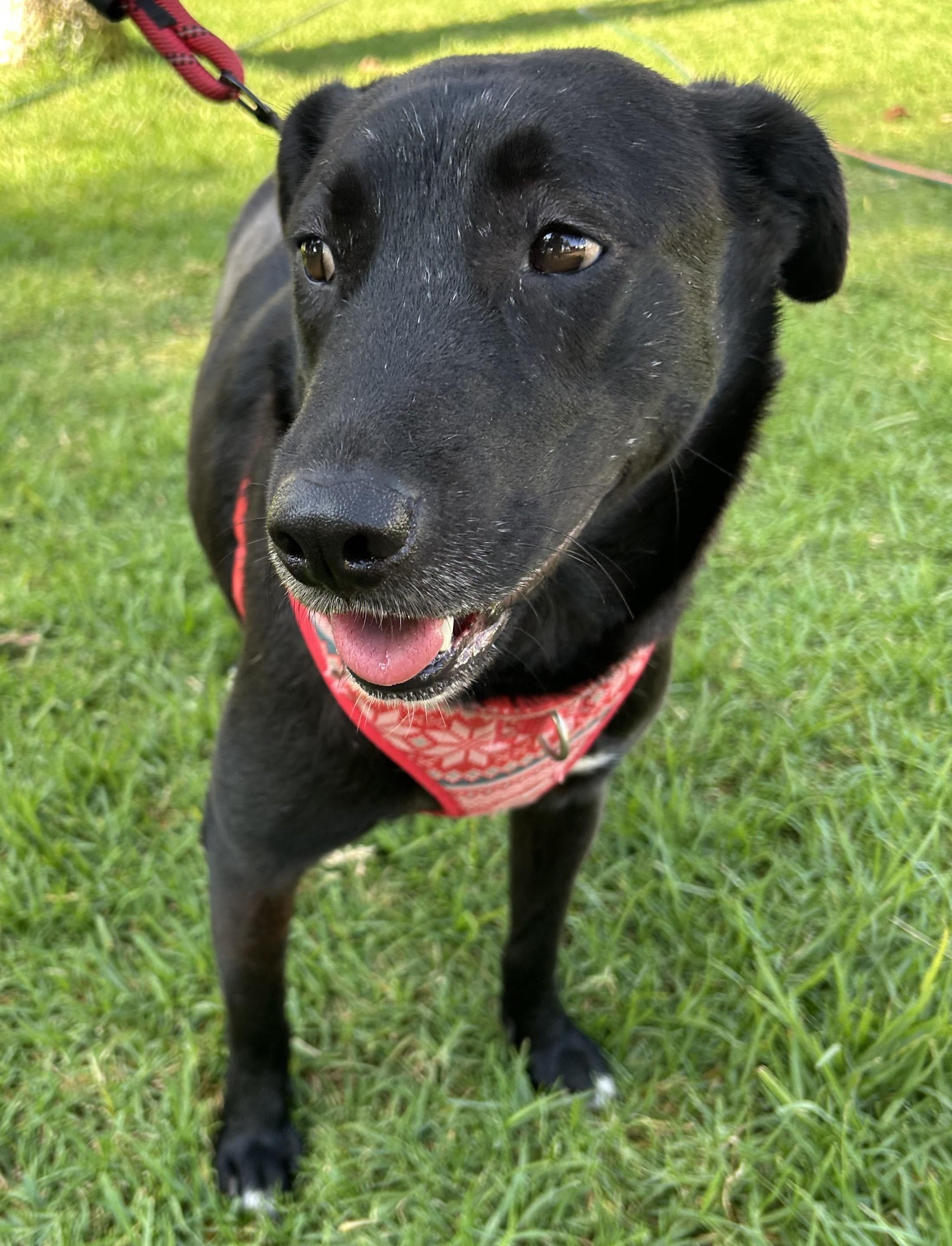 MARISSA, a Adoptable mixed breed in Bell Gardens, CA image 3/6