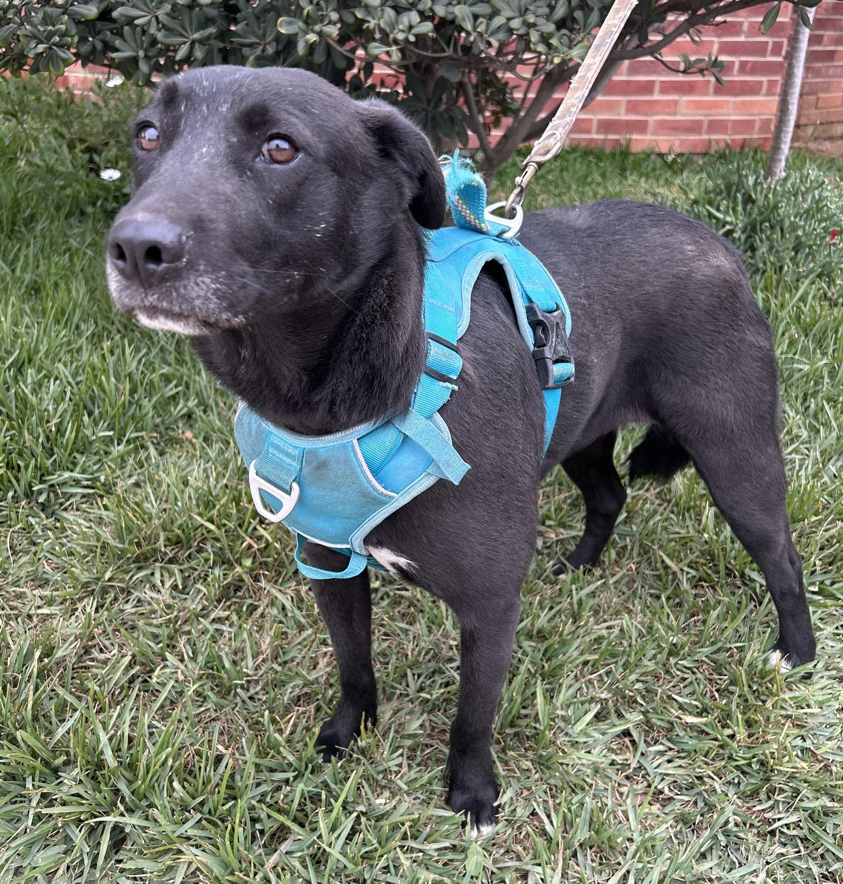 MARISSA, a Adoptable mixed breed in Bell Gardens, CA image 5/5