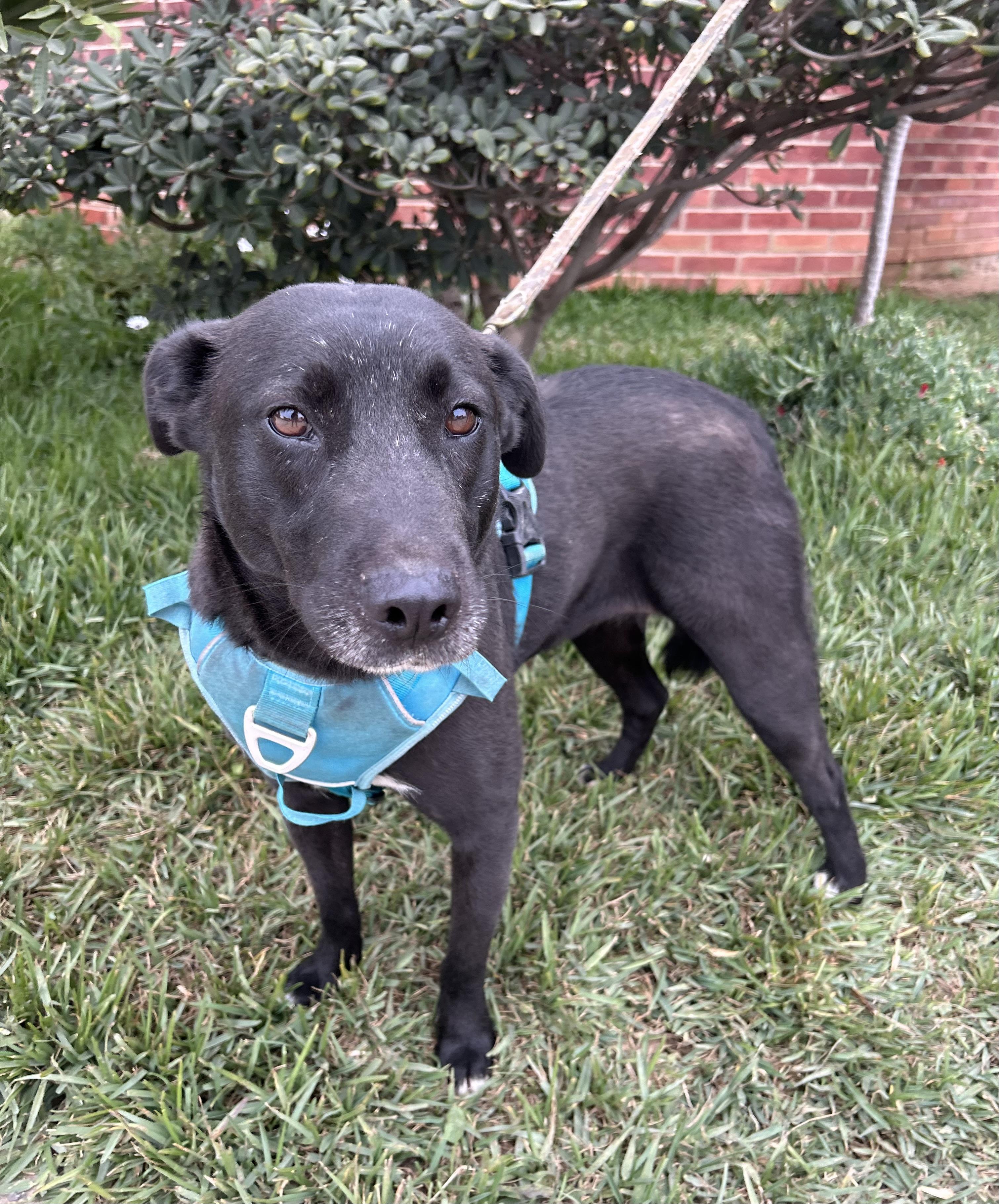 MARISSA, a Adoptable mixed breed in Bell Gardens, CA image 4/5