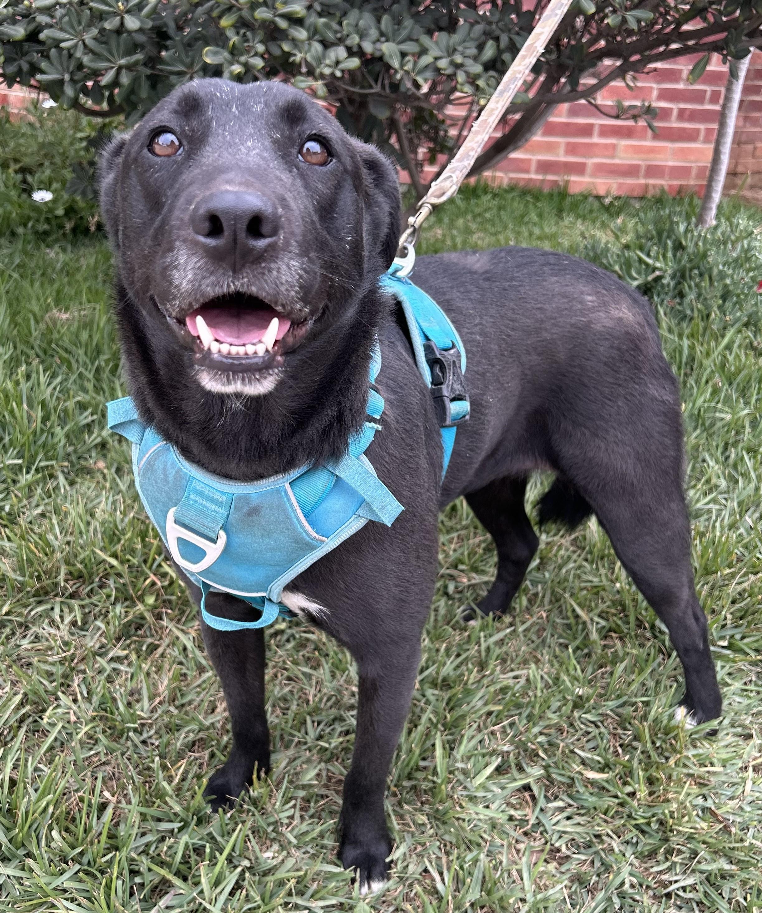 MARISSA, a Adoptable mixed breed in Bell Gardens, CA image 1/5