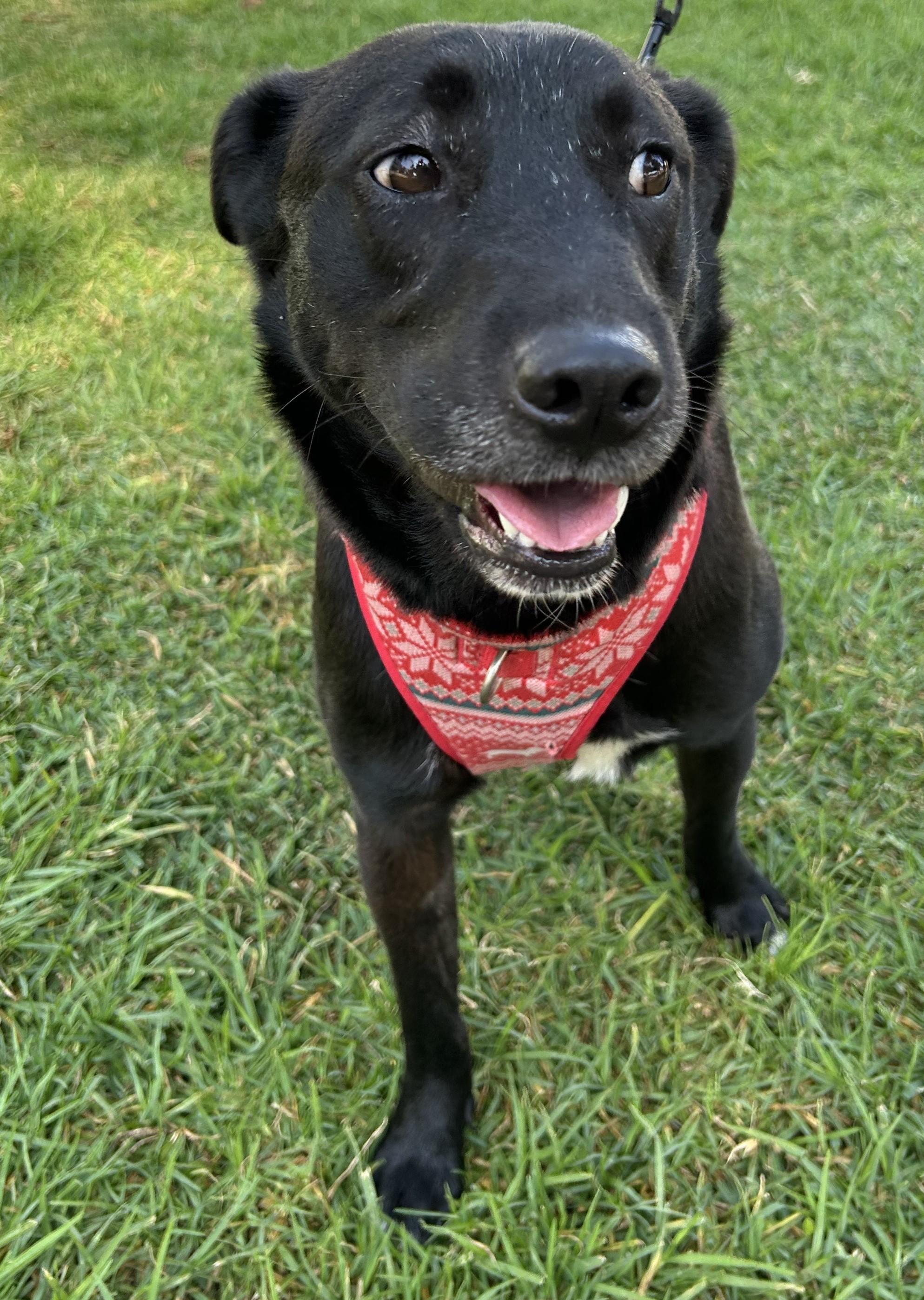 MARISSA, a Adoptable mixed breed in Bell Gardens, CA image 5/6