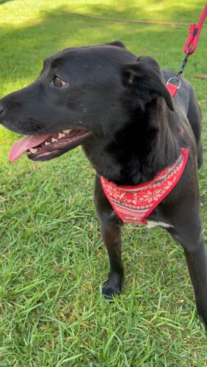 Enlarge MARISSA, a Adoptable mixed breed in Bell Gardens, CA video 6/6