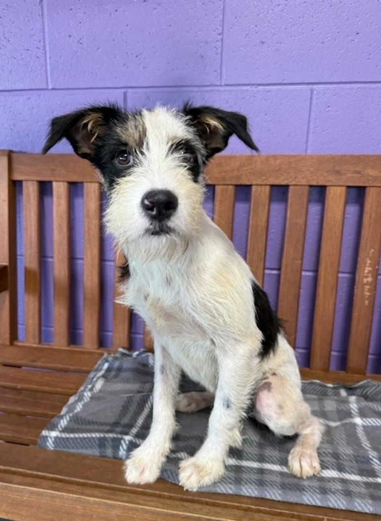 Enlarge **JASPER**, a Adoptable Terrier in North Prairie, WI image 1/3