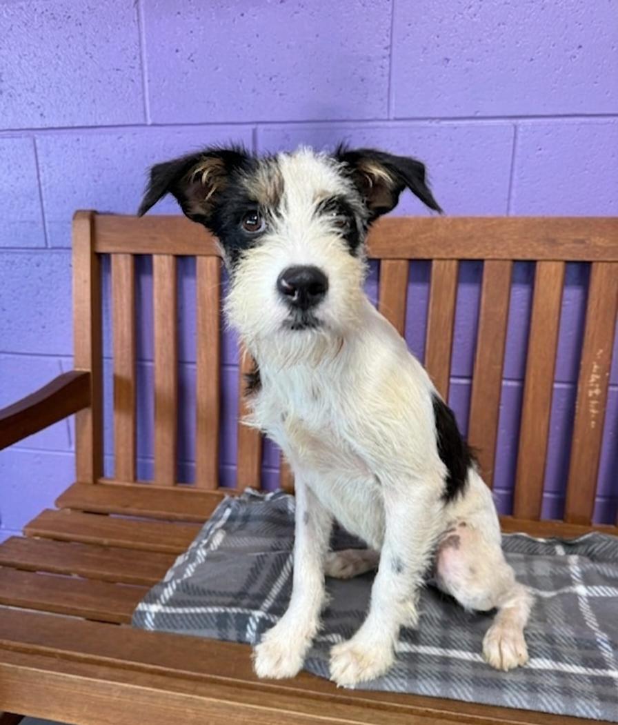 Enlarge **JASPER**, a Adoptable Terrier in North Prairie, WI image 2/3