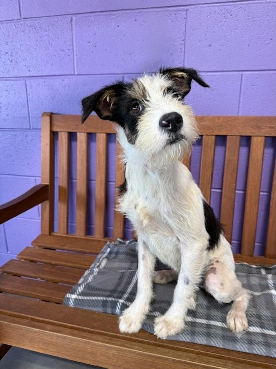 Enlarge **JASPER**, a Adoptable Terrier in North Prairie, WI image 3/3