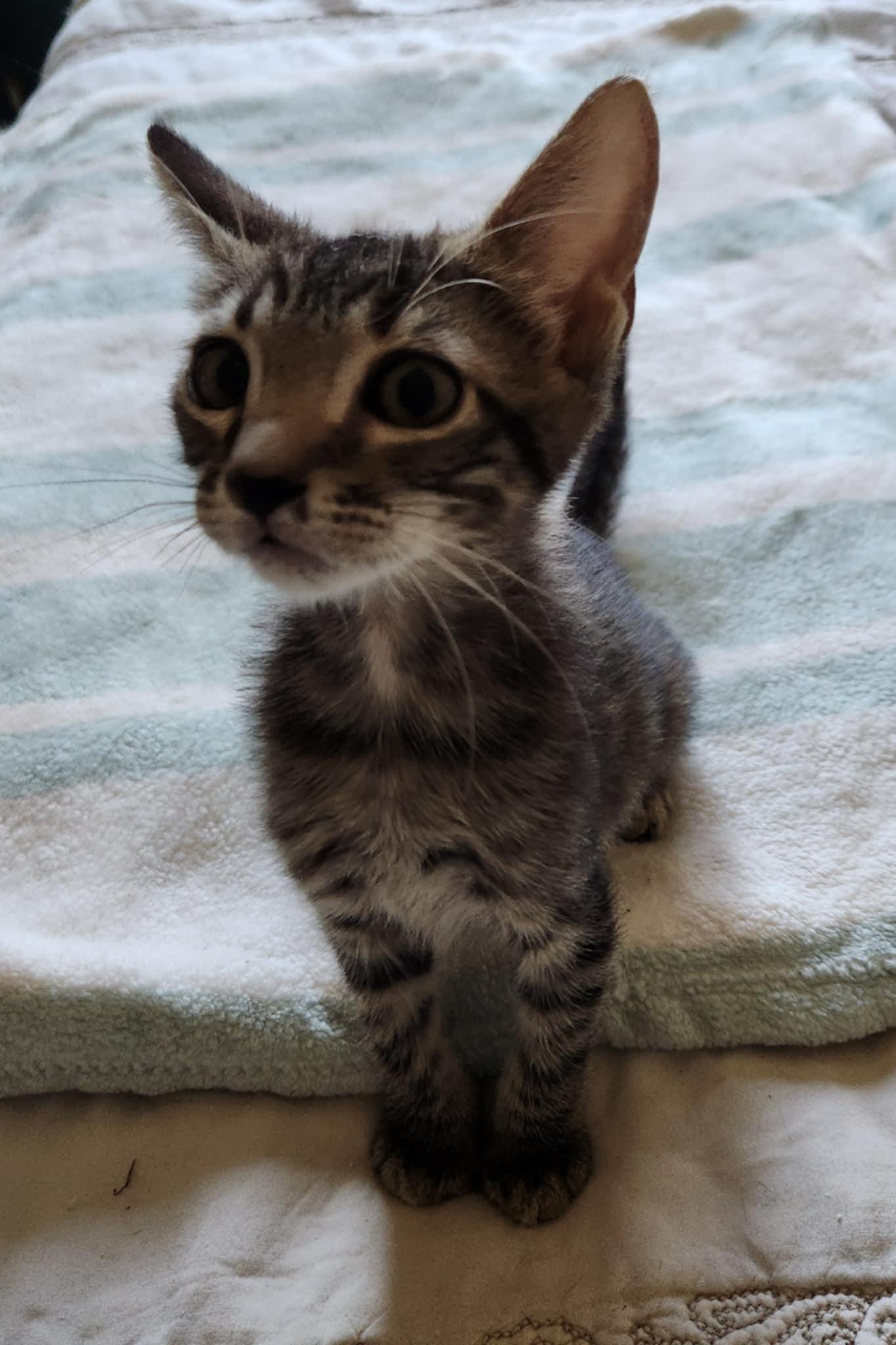 Enlarge Pepsi, a Adoptable Tabby in Fresno, CA image 3/5