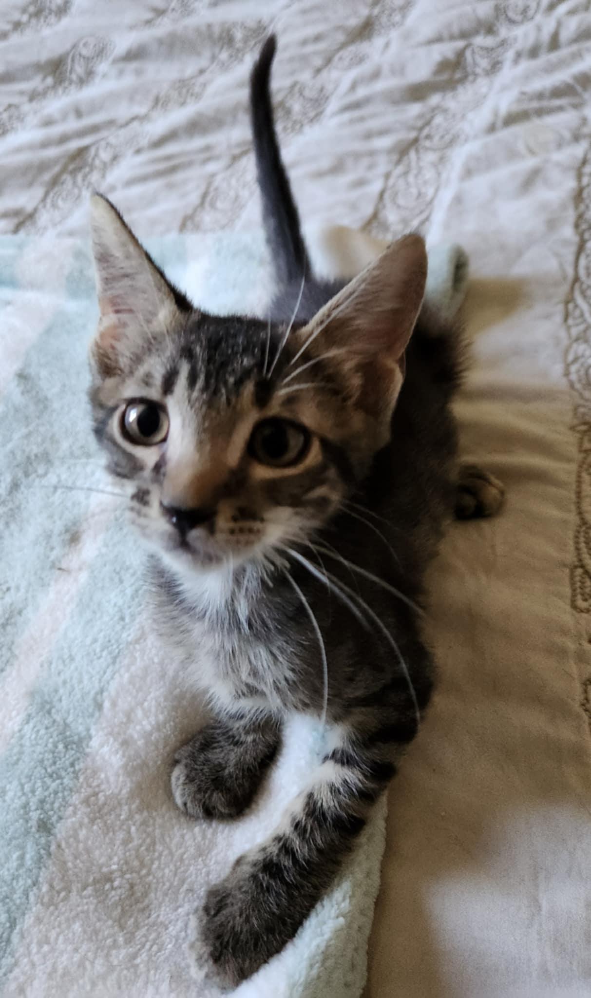 Enlarge Pepsi, a Adoptable Tabby in Fresno, CA image 4/5